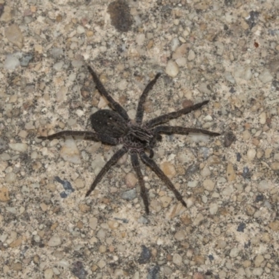 Lycosidae (family) (Wolf spider) at Higgins, ACT - 13 Mar 2018 by AlisonMilton