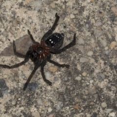 Lycosidae (family) at Higgins, ACT - 13 Mar 2018 10:36 AM