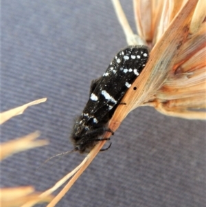 Psychanisa (genus) at Cook, ACT - 9 Mar 2018 04:22 PM