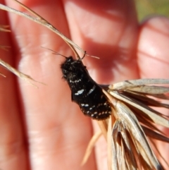 Psychanisa (genus) at Cook, ACT - 9 Mar 2018 04:22 PM