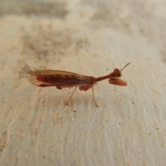 Mantispidae (family) (Unidentified mantisfly) at Cook, ACT - 9 Mar 2018 by CathB