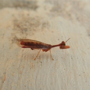 Mantispidae (family) at Cook, ACT - 9 Mar 2018 03:37 PM