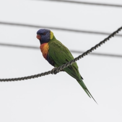 Trichoglossus moluccanus (Rainbow Lorikeet) at Higgins, ACT - 13 Mar 2018 by AlisonMilton