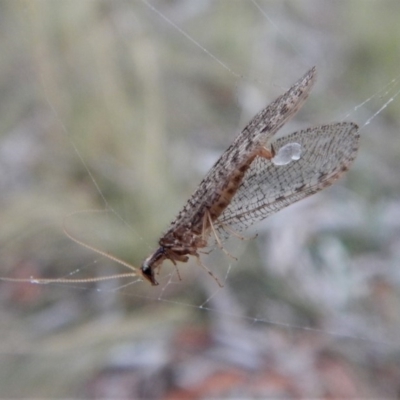 Hemerobiidae sp. (family) (Unidentified brown lacewing) at Mount Painter - 12 Mar 2018 by CathB