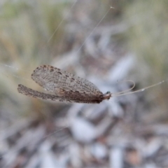 Hemerobiidae sp. (family) at Cook, ACT - 13 Mar 2018