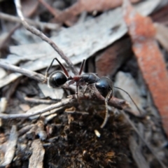 Camponotus intrepidus (Flumed Sugar Ant) at Aranda, ACT - 11 Mar 2018 by CathB