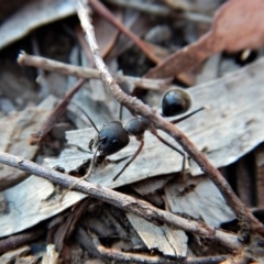 Camponotus sp. (genus) at Aranda, ACT - 11 Mar 2018