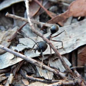 Camponotus intrepidus at Aranda, ACT - 11 Mar 2018 09:05 AM