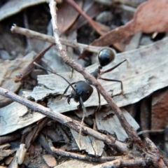 Camponotus sp. (genus) at Aranda, ACT - 11 Mar 2018
