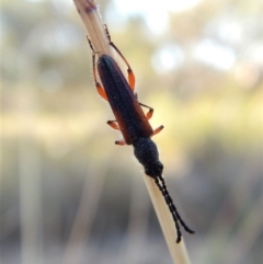 Brachytria jugosa (Jugosa longhorn beetle) at Belconnen, ACT - 10 Mar 2018 by CathB