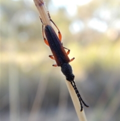 Brachytria jugosa (Jugosa longhorn beetle) at Aranda Bushland - 10 Mar 2018 by CathB