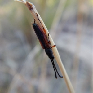 Brachytria jugosa at Belconnen, ACT - 11 Mar 2018