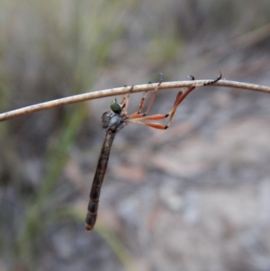 Leptogaster sp. (genus) at Cook, ACT - 13 Mar 2018