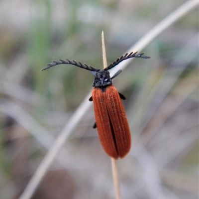 Porrostoma sp. (genus) (Lycid, Net-winged beetle) at Aranda Bushland - 12 Mar 2018 by CathB
