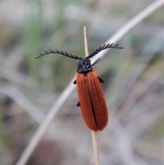 Porrostoma sp. (genus) (Lycid, Net-winged beetle) at Aranda, ACT - 12 Mar 2018 by CathB