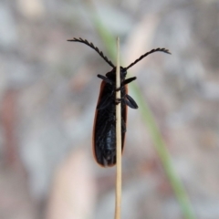 Porrostoma sp. (genus) at Aranda, ACT - 13 Mar 2018 08:43 AM