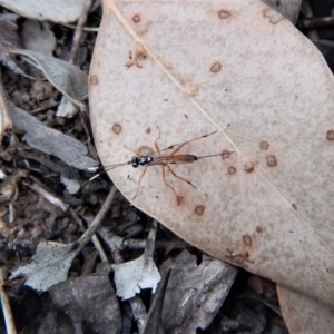 Gotra sp. (genus) at Belconnen, ACT - 13 Mar 2018