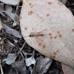 Gotra sp. (genus) at Belconnen, ACT - 13 Mar 2018