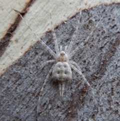 Tamopsis sp. (genus) (Two-tailed spider) at Aranda Bushland - 12 Mar 2018 by CathB