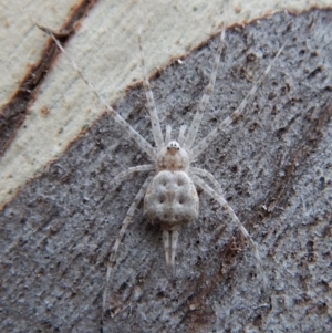 Tamopsis sp. (genus) at Aranda, ACT - 13 Mar 2018 09:05 AM