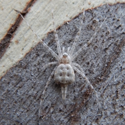 Tamopsis sp. (genus) (Two-tailed spider) at Aranda Bushland - 12 Mar 2018 by CathB