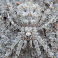 Tamopsis sp. (genus) at Aranda, ACT - 13 Mar 2018 09:05 AM