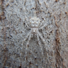 Tamopsis sp. (genus) at Aranda, ACT - 13 Mar 2018 09:05 AM