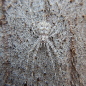 Tamopsis sp. (genus) at Aranda, ACT - 13 Mar 2018