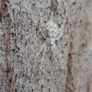 Tamopsis sp. (genus) at Aranda, ACT - 13 Mar 2018 09:05 AM