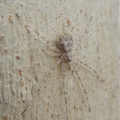 Tamopsis sp. (genus) at Aranda, ACT - 13 Mar 2018 09:05 AM