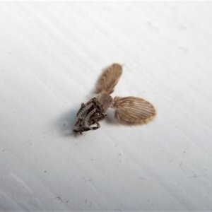 Psychodidae sp. (family) at Cook, ACT - 13 Mar 2018 02:58 PM