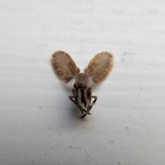 Psychodidae sp. (family) at Cook, ACT - 13 Mar 2018 02:58 PM