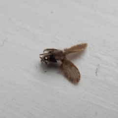 Psychodidae sp. (family) at Cook, ACT - 13 Mar 2018 02:58 PM