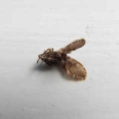 Psychodidae sp. (family) at Cook, ACT - 13 Mar 2018 02:58 PM