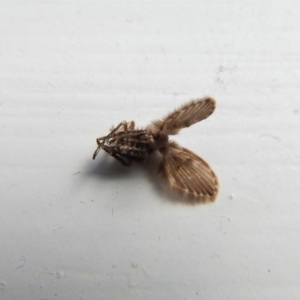 Psychodidae sp. (family) at Cook, ACT - 13 Mar 2018 02:58 PM