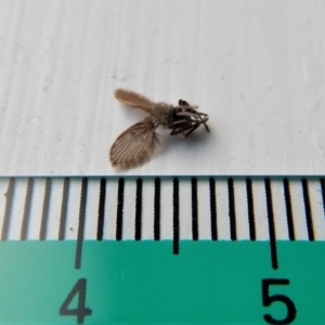 Psychodidae sp. (family) at Cook, ACT - 13 Mar 2018 02:58 PM