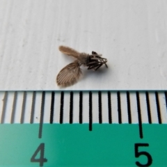 Psychodidae sp. (family) at Cook, ACT - 13 Mar 2018