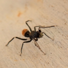 Myrmarachne sp. (genus) (Unidentified Ant-mimic jumping spider) at Cook, ACT - 9 Mar 2018 by CathB