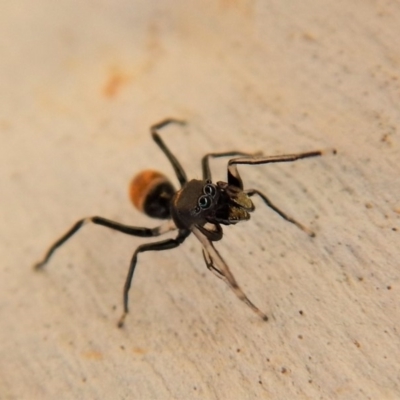 Myrmarachne (genus) (Unidentified Ant-mimic jumping spider) at Cook, ACT - 9 Mar 2018 by CathB