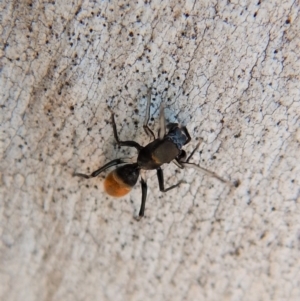 Myrmarachne sp. (genus) at Cook, ACT - 9 Mar 2018 03:28 PM