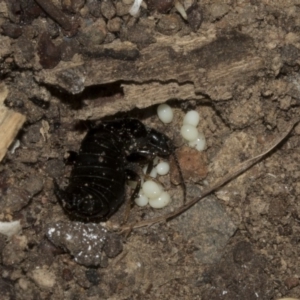 Anisolabididae (family) at Higgins, ACT - 13 Mar 2018 10:47 AM