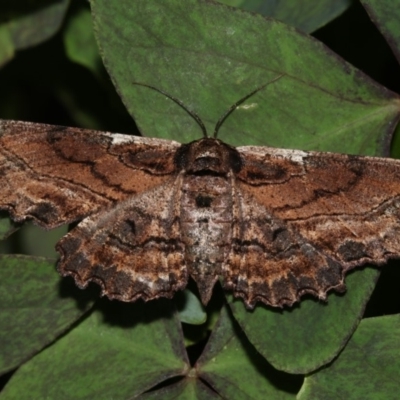 Pholodes sinistraria (Sinister or Frilled Bark Moth) at Higgins, ACT - 13 Mar 2018 by AlisonMilton