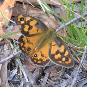 Heteronympha penelope at Rendezvous Creek, ACT - 12 Mar 2018