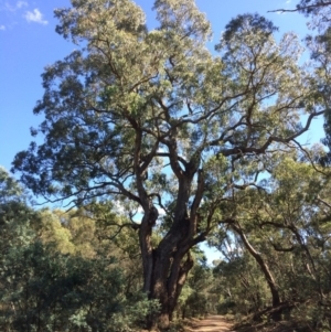 Eucalyptus bridgesiana at Captains Flat, NSW - 12 Mar 2018
