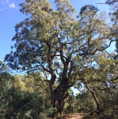 Eucalyptus bridgesiana (Apple Box) at Captains Flat, NSW - 11 Mar 2018 by alexwatt