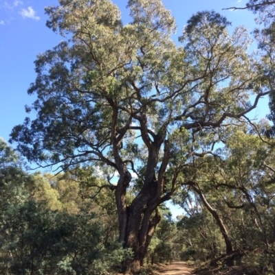 Eucalyptus bridgesiana (Apple Box) at Captains Flat, NSW - 12 Mar 2018 by alexwatt