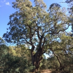Eucalyptus bridgesiana (Apple Box) at Captains Flat, NSW - 11 Mar 2018 by alex_watt