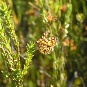 Oreixenica lathoniella at Cotter River, ACT - 12 Mar 2018