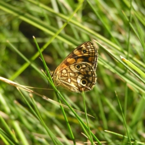 Oreixenica lathoniella at Cotter River, ACT - 12 Mar 2018