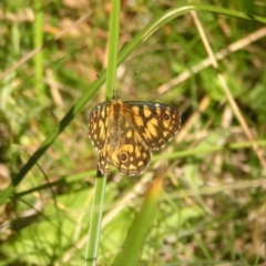 Oreixenica lathoniella at Cotter River, ACT - 12 Mar 2018